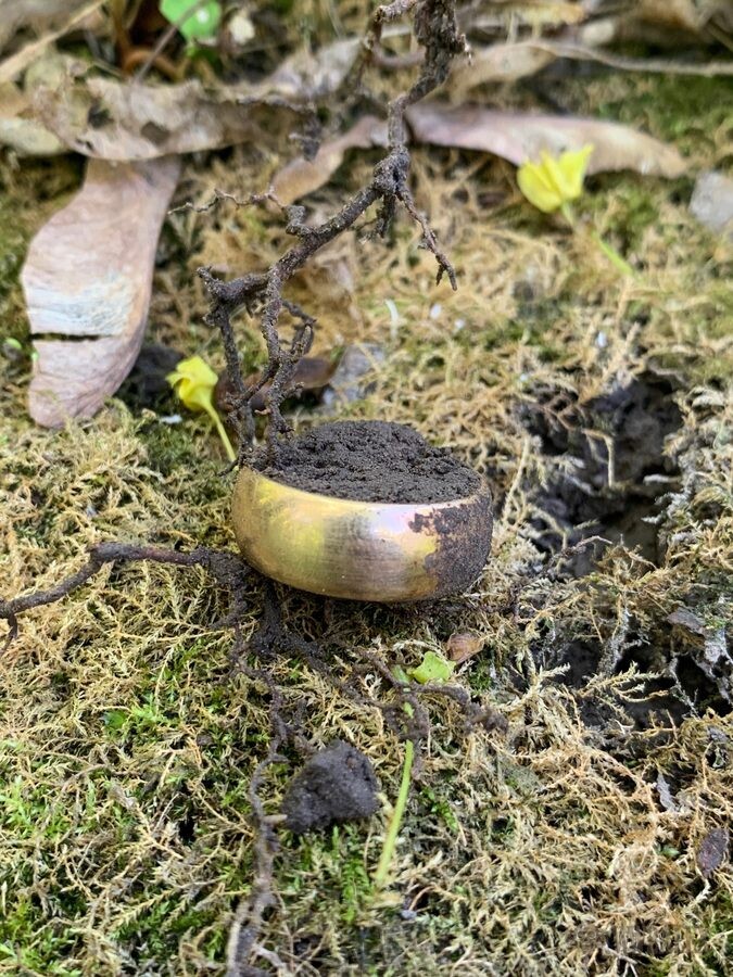 A wide gold-coloured band part filled with earth, resting on moss and leaf litter.