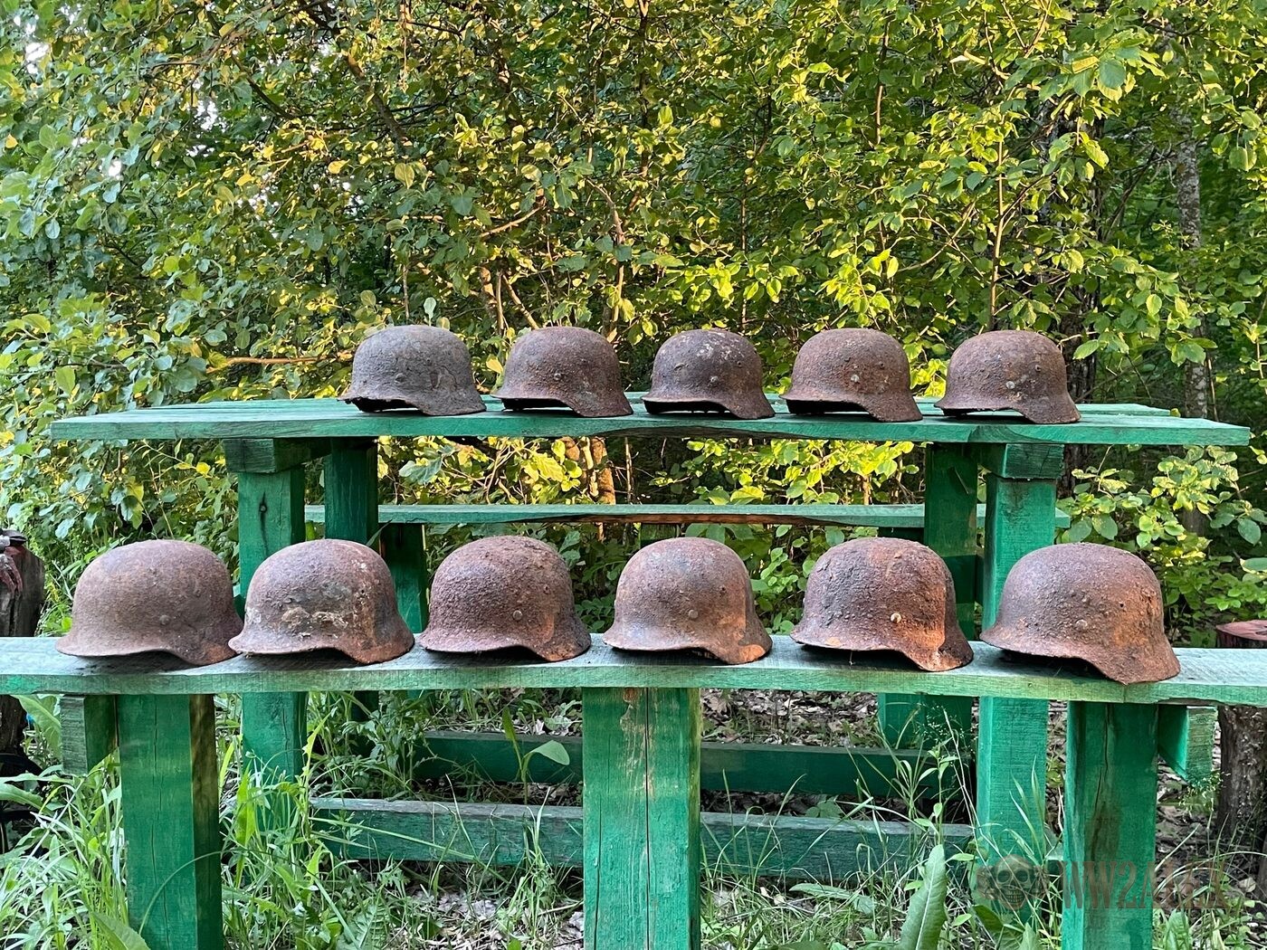 Eleven dried helmet shells set out in two rows on painted wooden racking in woodland, all recovered from the same forest.